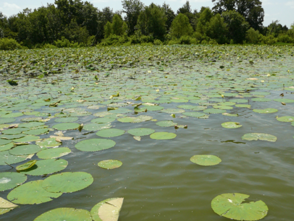 初心者向け バス釣りでカバー撃ち ラインの太さを選ぶ目安は