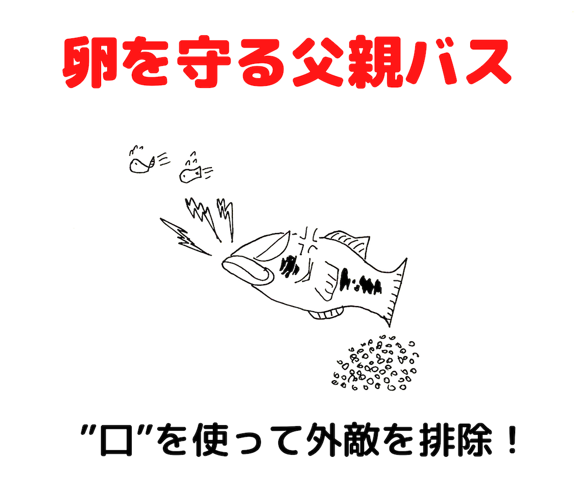 野池攻略 5月の野池でバスを釣るための基本戦略と ボウズ逃れテクニック