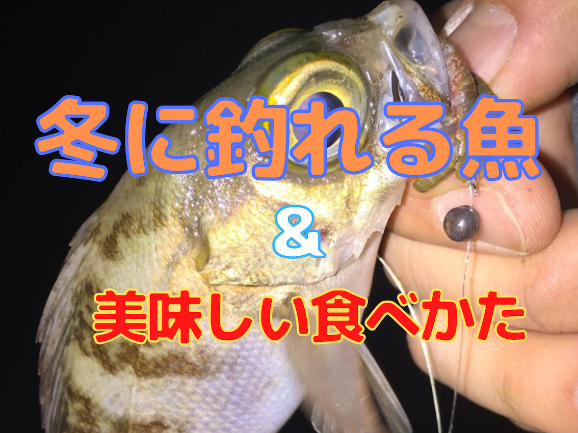 冬に釣れる魚はコレ 冬に釣りをするメリット 気をつけるべきこと 元魚屋が美味しい食べかたを紹介する