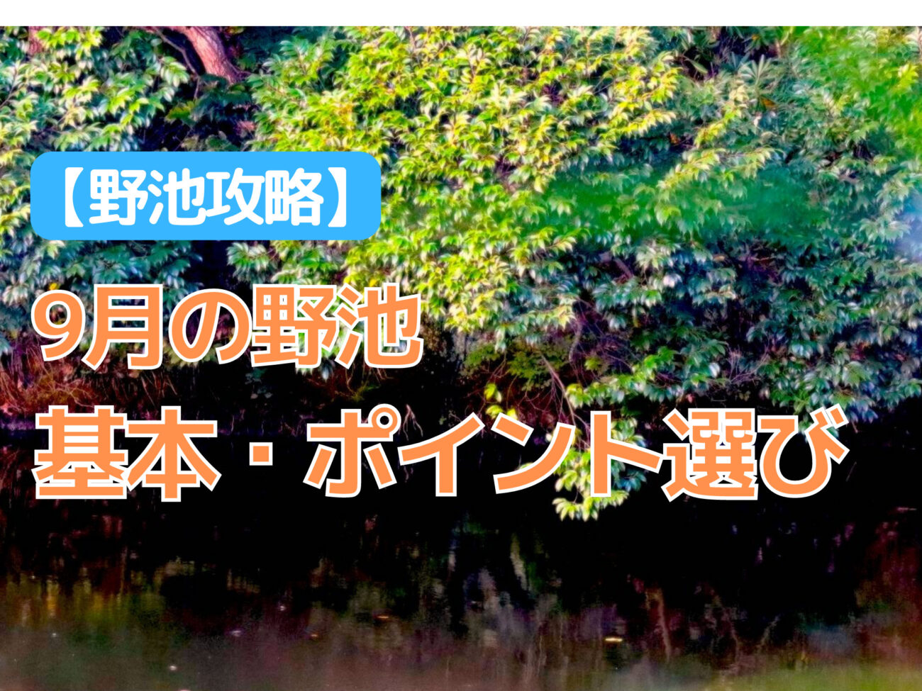 バス釣り 9月の野池攻略のキホン バスの大まかな動き 狙うべきポイント